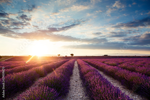 Beautiful landscape of lavender fields at sunset with dramatic sky.