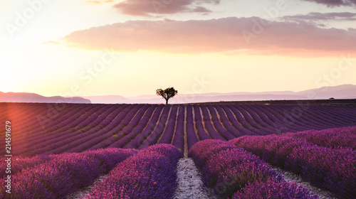 Beautiful landscape of lavender fields at sunset with dramatic sky. © nenetus