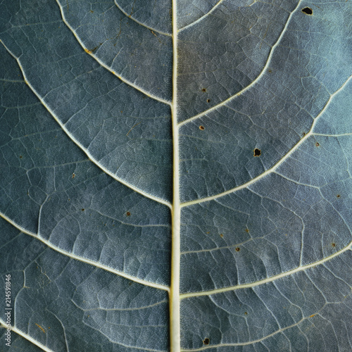 Macro image of blue leaf, natural background