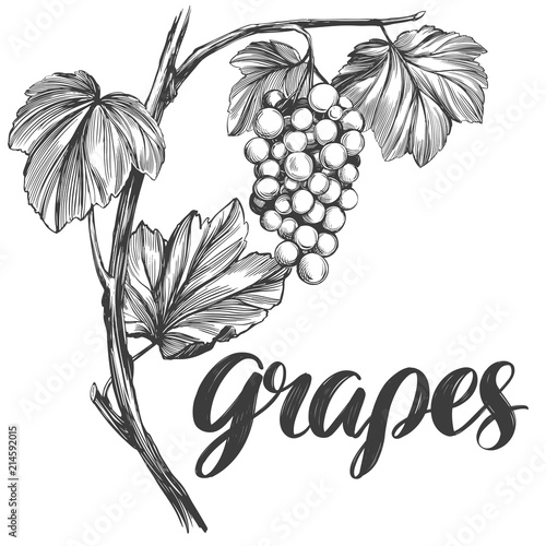 grape vine, grape, calligraphy text hand drawn vector illustration realistic sketch