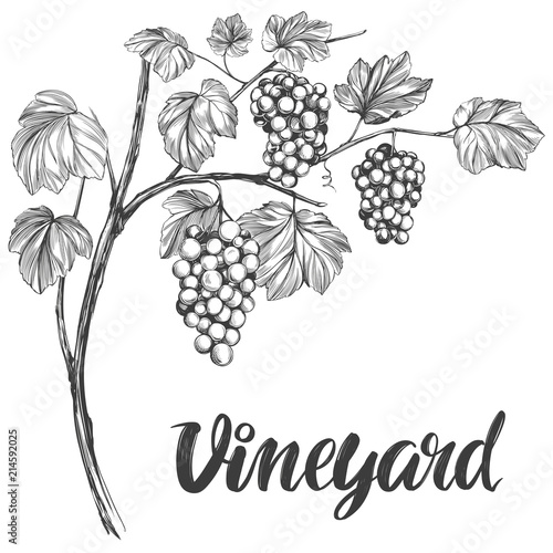 grape vine, grape, calligraphy text hand drawn vector illustration realistic sketch