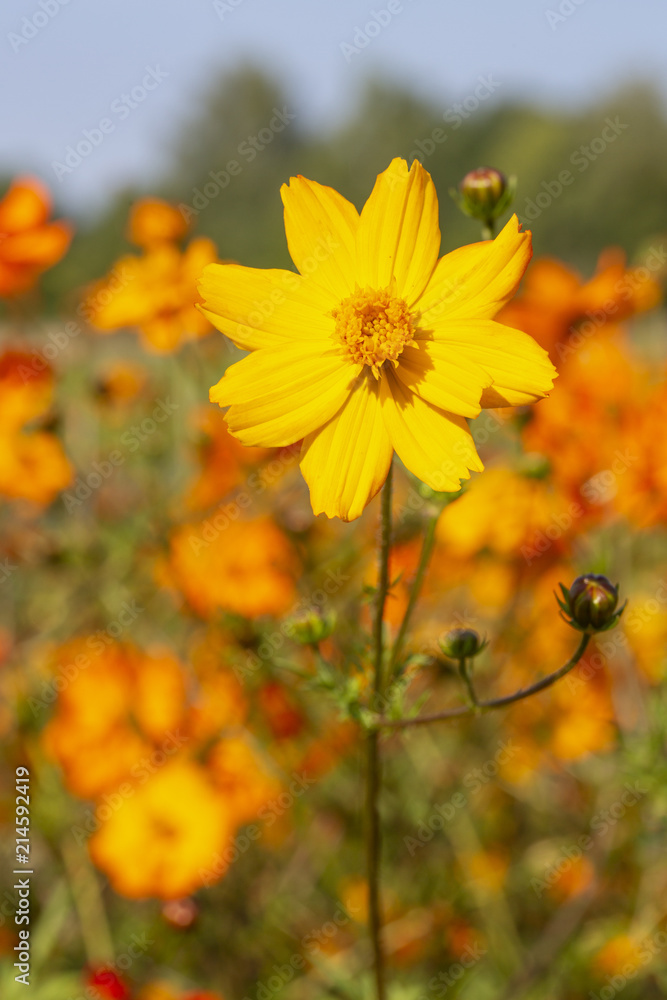 Einzelnes Mädchenauge (Coreopsis grandiflora) Einzelnes Mädchenauge (Coreopsis grandiflora)