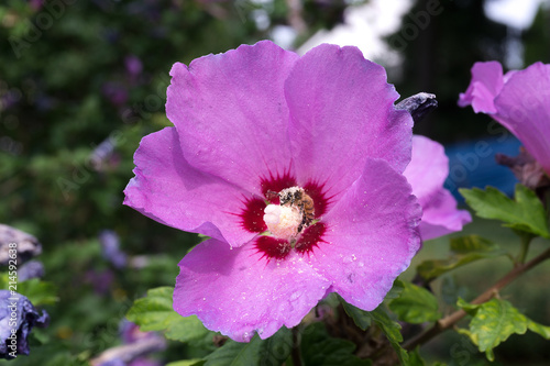 beautiful violet and purple hibiscus flower with insect full of pollen
