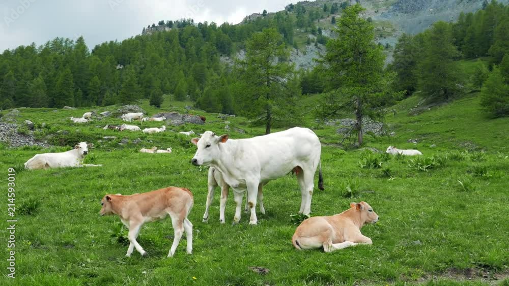 Cattle cow calf herd grazing on pasture in the Italian Alps Cattle cow calf herd grazing on pasture in the Italian Alps