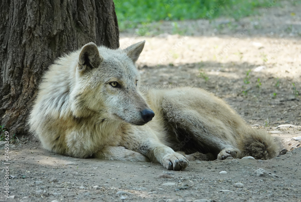 Wolf grey wild animal Canis lupus