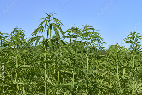 Fototapeta Naklejka Na Ścianę i Meble -  Young green medical cannabis field