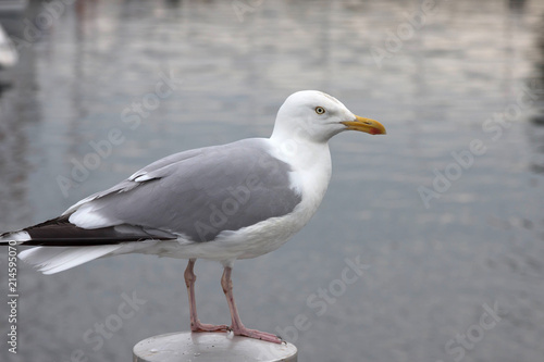 Möwe im Hafen