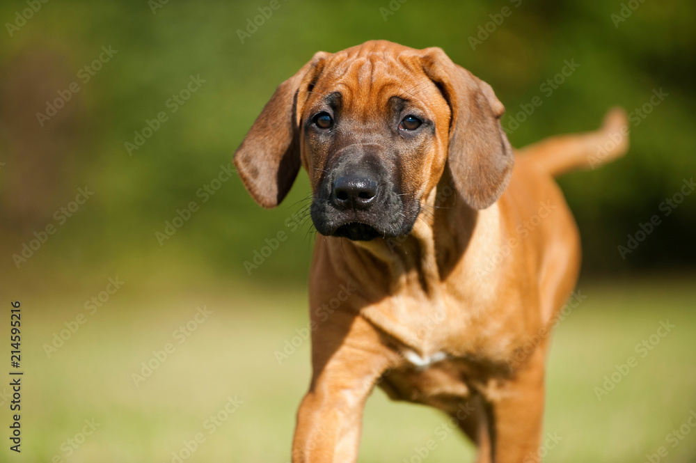 Rhodesian Ridgeback Welpe in einer Wiese Rhodesian Ridgeback Welpe in einer Wiese