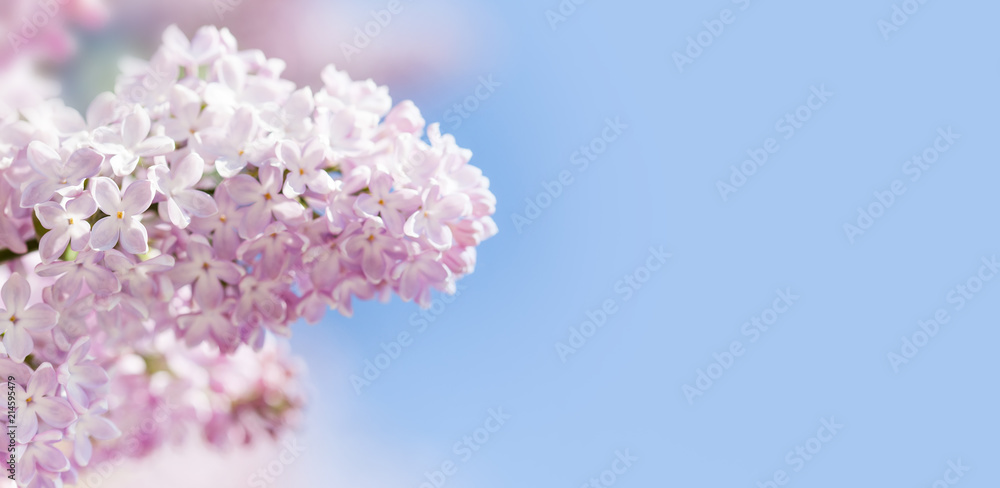 Blossoming Syringa vulgaris lilacs bush. Beautiful springtime floral background with bunch of pink purple flowers. lilac blooming plants background. soft focus photo. copy space