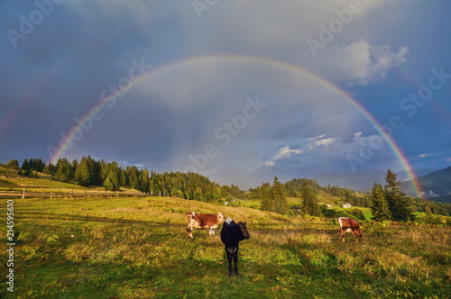 cows peretse on a green summer meadow on sky background with rainbow