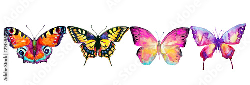 beautiful color butterflies  set  watercolor   isolated  on a white