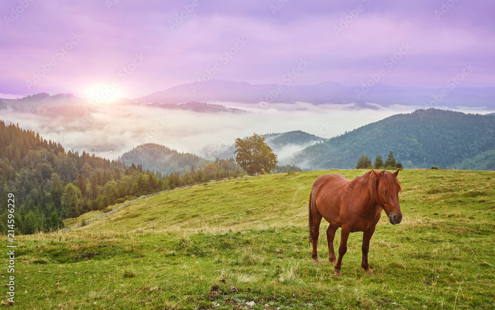 Horses in mountain valley.