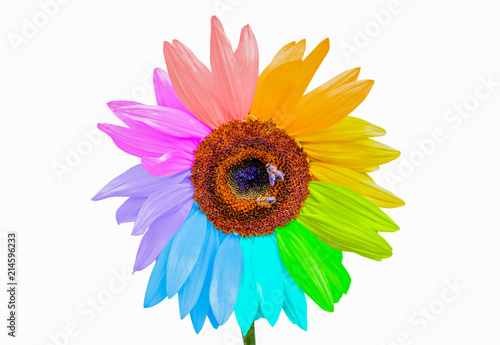 Rainbow sunflower with honey bees isolated on white background