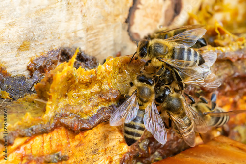 Propolis in the middle of a hive with bees. Bee glue. Bee products. Apitherapy. Apiculture.