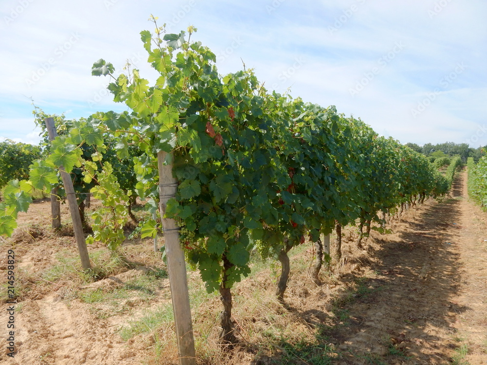 filari di vite di uva cortese nel basso monferrato - Piemonte - Italia