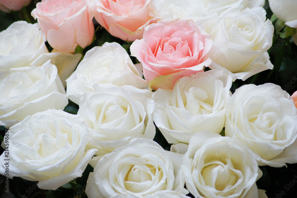 Obraz premium Stylish photo of light pink and white roses background, beautiful flowers bouquet.