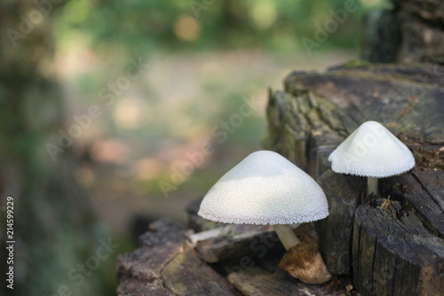 volvariella bombycina mushroom on tree tunk macro