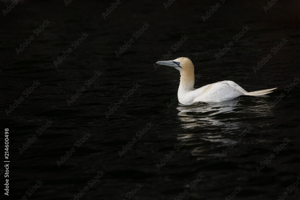 Fototapeta premium Northern Gannet (Morus Bassanus) On water