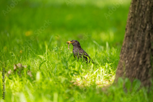 A beautiful common blackbird feeding in the grass in park before migration. Turdus merula. Adult bird in park in Latvia, Northern Europe.