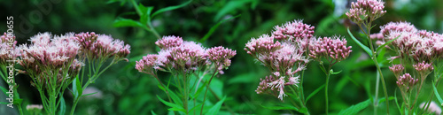 Panoramic image of pink field flowers on green background. 
