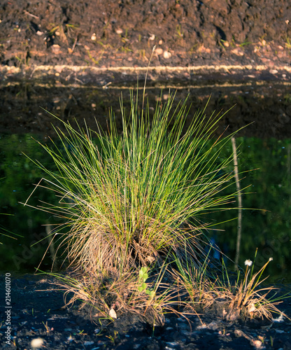 Cottongrass growing in a natural swamp habitat. Grass clumps in the weltalnds on Latvia, Northern Europe.