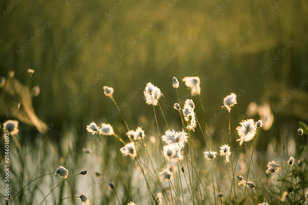 A beautiful closeup of a white cottongrass heads growing in a natural habitat of swamp. Natural closup of wetlands flora in Latvia, Northern Europe.