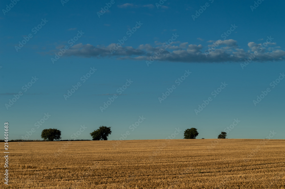 Four trees on the horizon of a wheat field that has been cut.