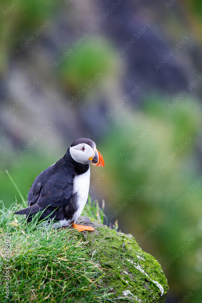 Puffin at Mykines, Faroe Islands, Europe Puffin at Mykines, Faroe Islands, Europe