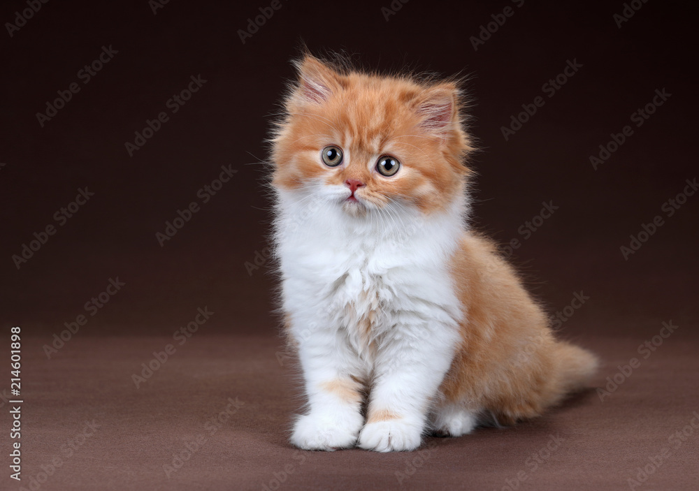 Cute fluffy red kitten on a brown background