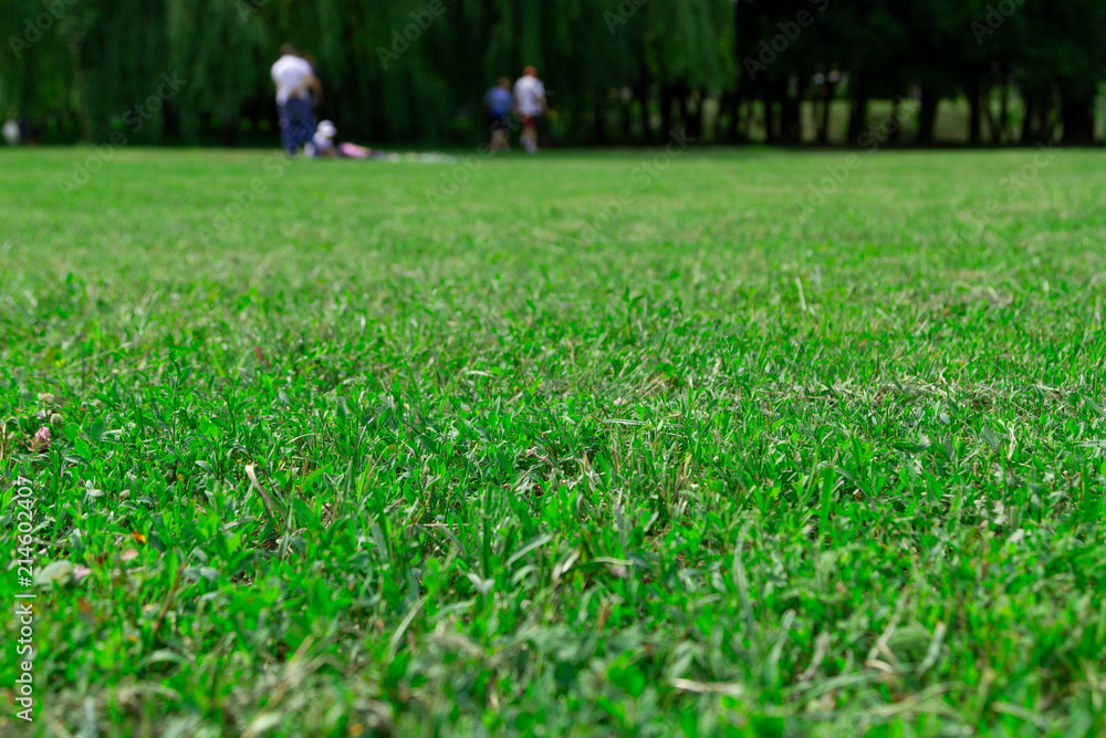 Low-cut grass on a green lawn. In the blurry background people are going on a picnic. Background for a summer picnic in nature. Low-cut grass on a green lawn. In the blurry background people are going on a picnic. Background for a summer picnic in nature.