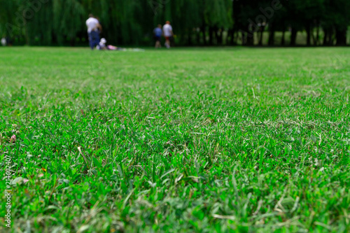 Low-cut grass on a green lawn. In the blurry background people are going on a picnic. Background for a summer picnic in nature.