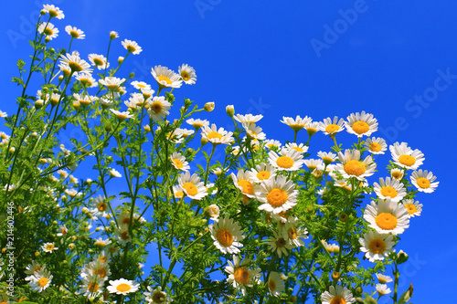 Summer wildflowers