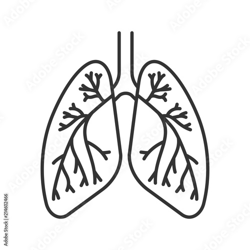 Human lungs with bronchi and bronchioles linear icon