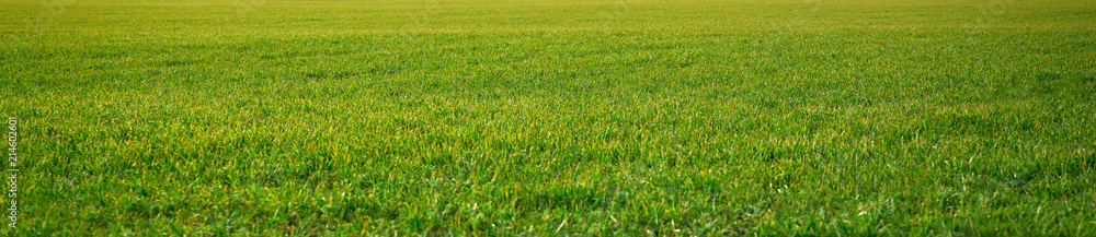 cereal fields green sprouts as meadows Spain cereal fields green sprouts as meadows Spain