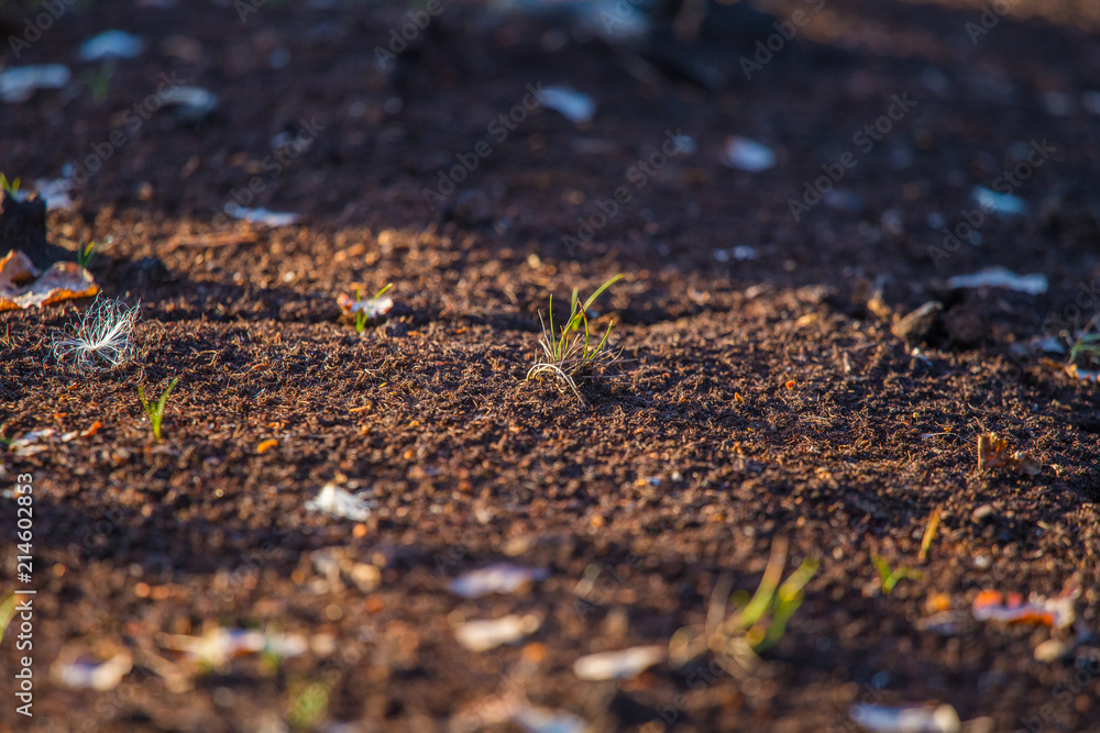 A dry peat on a floor of swamp. Brown peat in a natural environment in Latvia, northern Europe. A dry peat on a floor of swamp. Brown peat in a natural environment in Latvia, northern Europe.