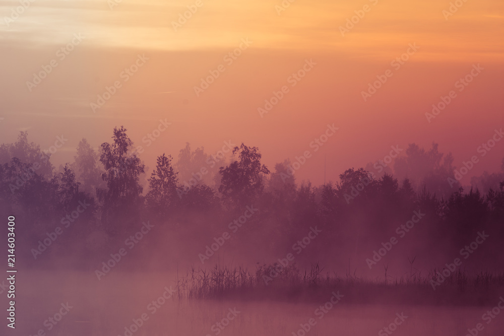 A beautiful, pink sunrise ower the swamp. Sun rising in wetlands, purple misty atmosphere. Latvia, Northertn Europe A beautiful, pink sunrise ower the swamp. Sun rising in wetlands, purple misty atmosphere. Latvia, Northertn Europe