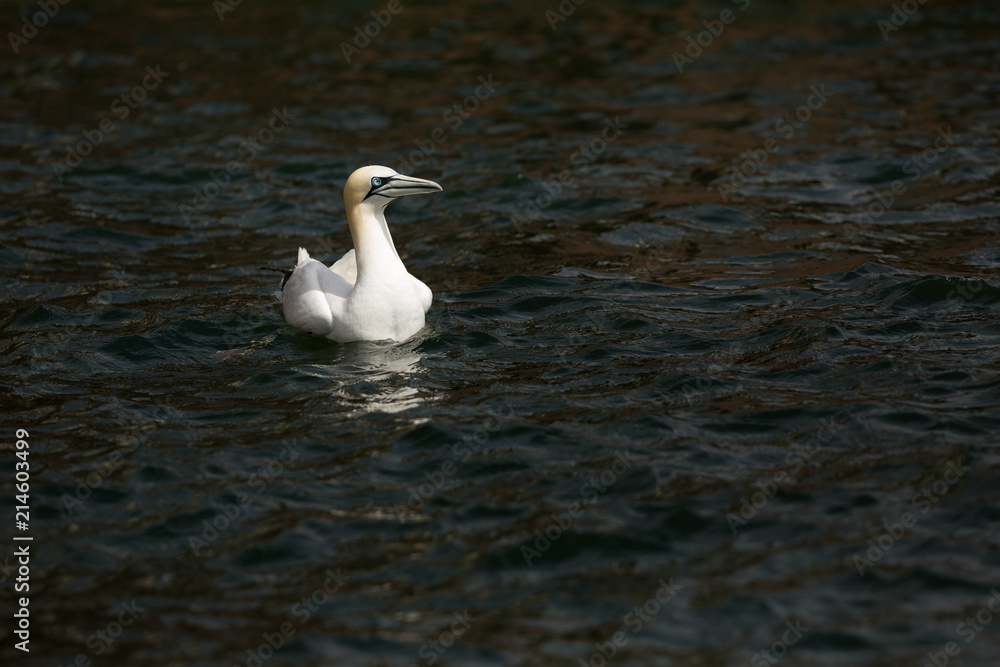 Northeern gannet (Morus bassanus) swimming on water