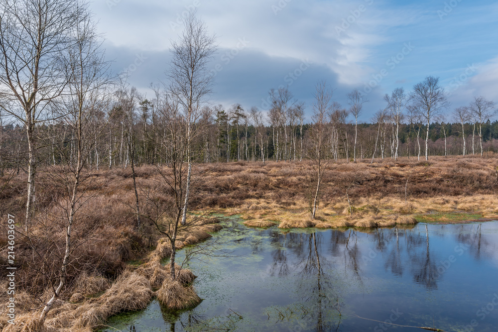 The swamp Hochmoor Mecklenbruch in Low Saxony, Germany