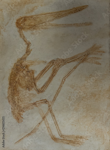 The fossil of pterodactyl skeleton in stone