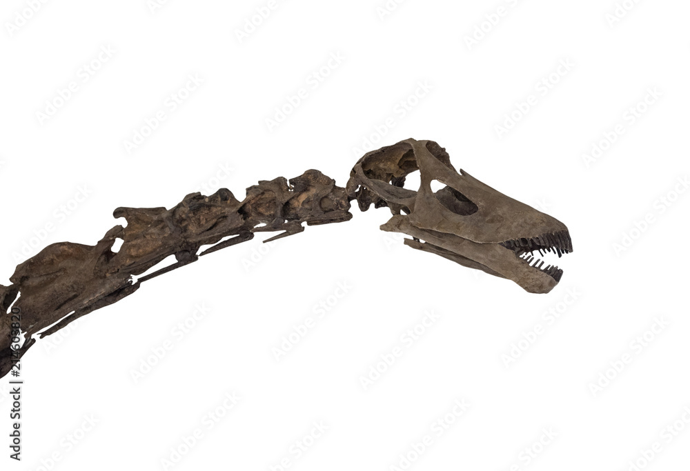 Fototapeta premium Diplodocus skeleton on white background , isolated