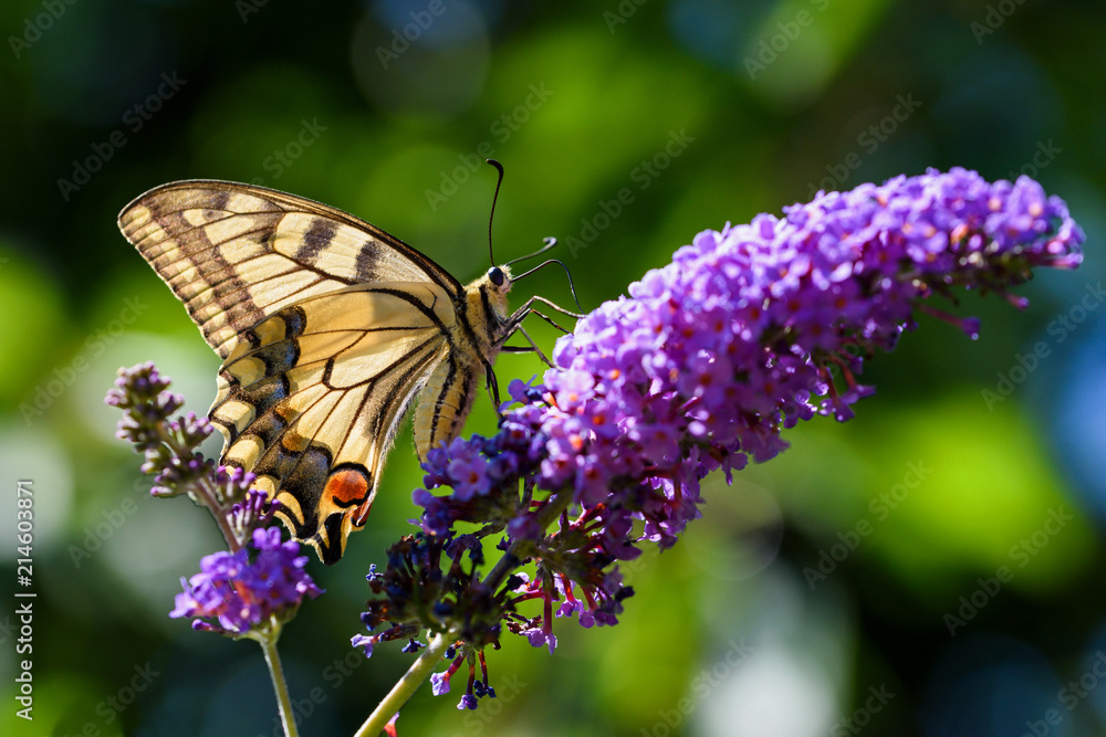 Der Schwalbenschwanz (Papilio machaon) Der Schwalbenschwanz (Papilio machaon)