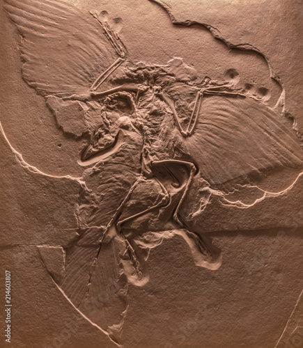 The fossil of archaeopteryx skeleton in stone photo