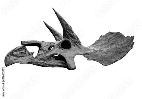 The skull of dinosaur triceratops on white   isolated