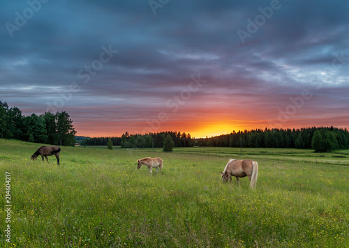 sunset sky and horses © Kennotaeplae