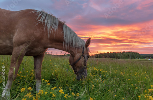 Horses night snack
