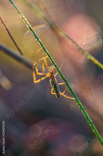 A beautiful closeup of a spider liwing in the swamp. Spaider nets in wetlands in an early morning in Latvia, Northern Europe. photo