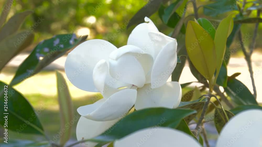 Magnolia flower blooming. Beautiful white magnolia flower in a garden close-up. Magnolia tree blossom. White magnolia blossoms floral natural background. Magnolia flower blooming. Beautiful white magnolia flower in a garden close-up. Magnolia tree blossom. White magnolia blossoms floral natural background.