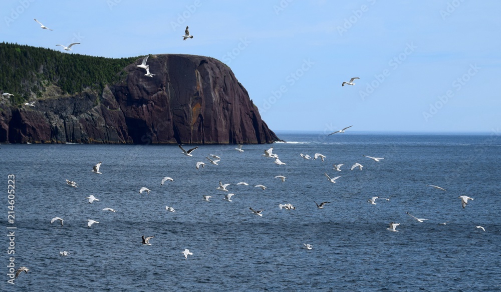 large group of Seagulls flying above the blue Atlantic ocean near the shore, Majestic Red Head Cliff in the background;  Flatrock, NL Canada 