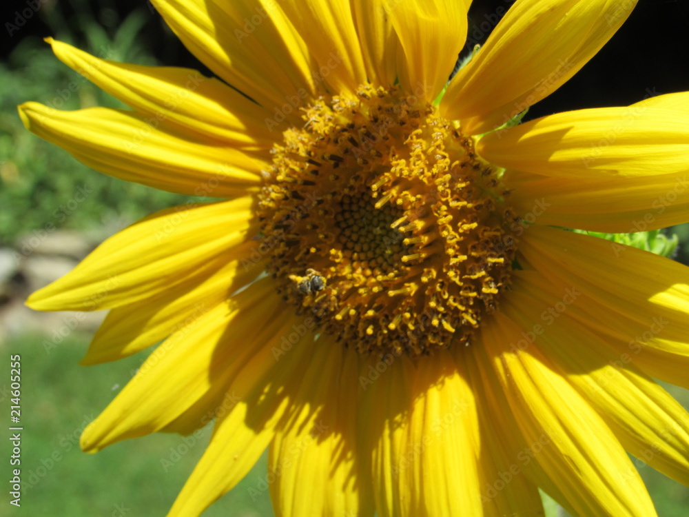 Close up of a beautiful sunflower with a small bee covered in pollen Close up of a beautiful sunflower with a small bee covered in pollen