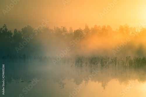 A beautiful, colorful landscape of a misty swamp during the sunrise. Atmospheric, tranquil wetland scenery with sun in Latvia, Northern Europe. © dachux21